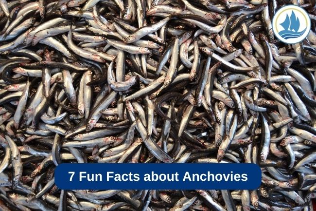 7 Fun Facts about Anchovies